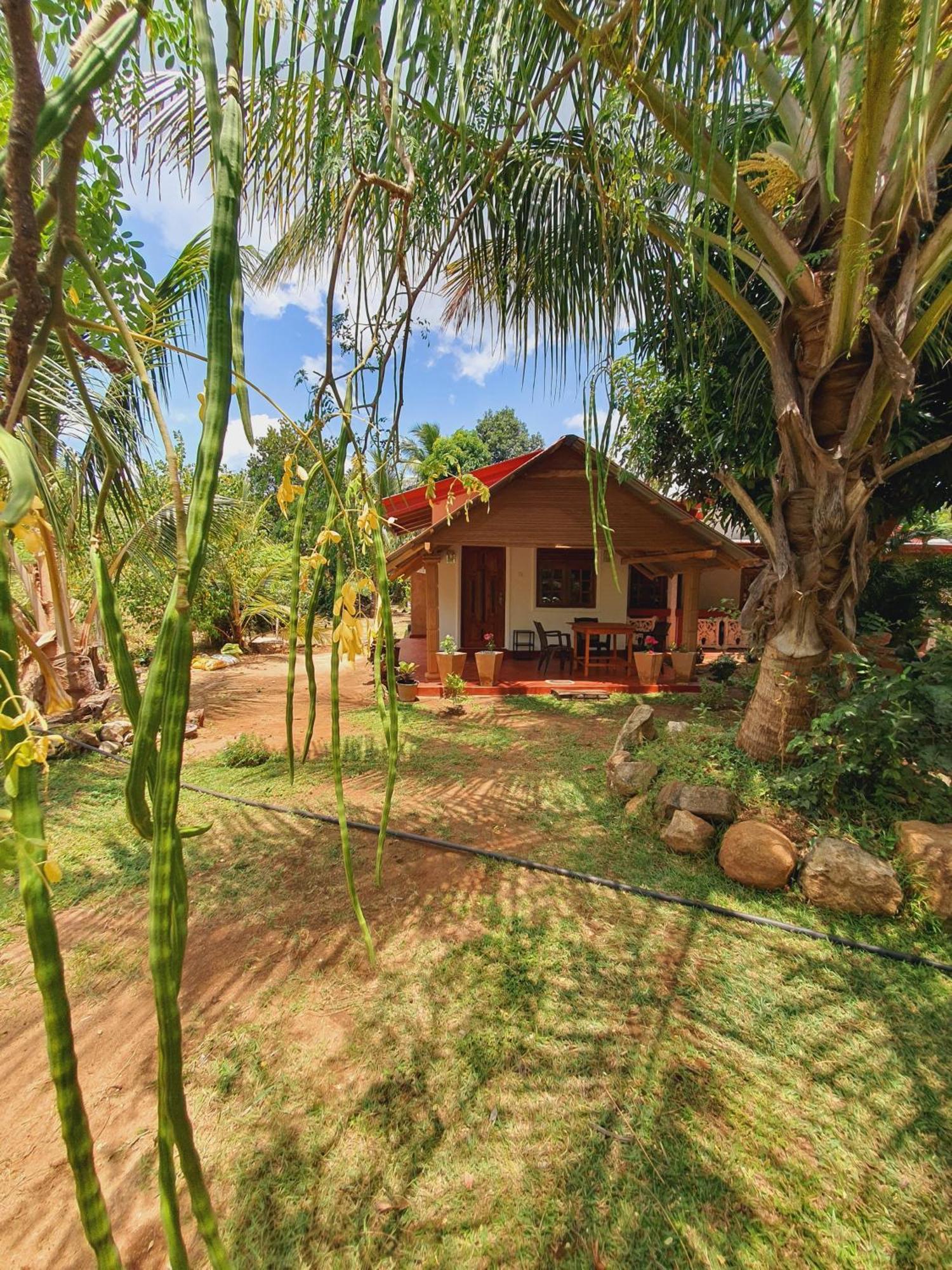 Jungle Eco Lodge & Safari 锡吉里亚 外观 照片