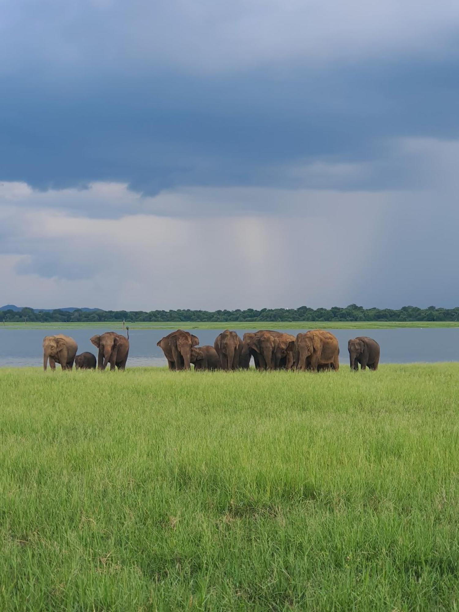 Jungle Eco Lodge & Safari 锡吉里亚 外观 照片