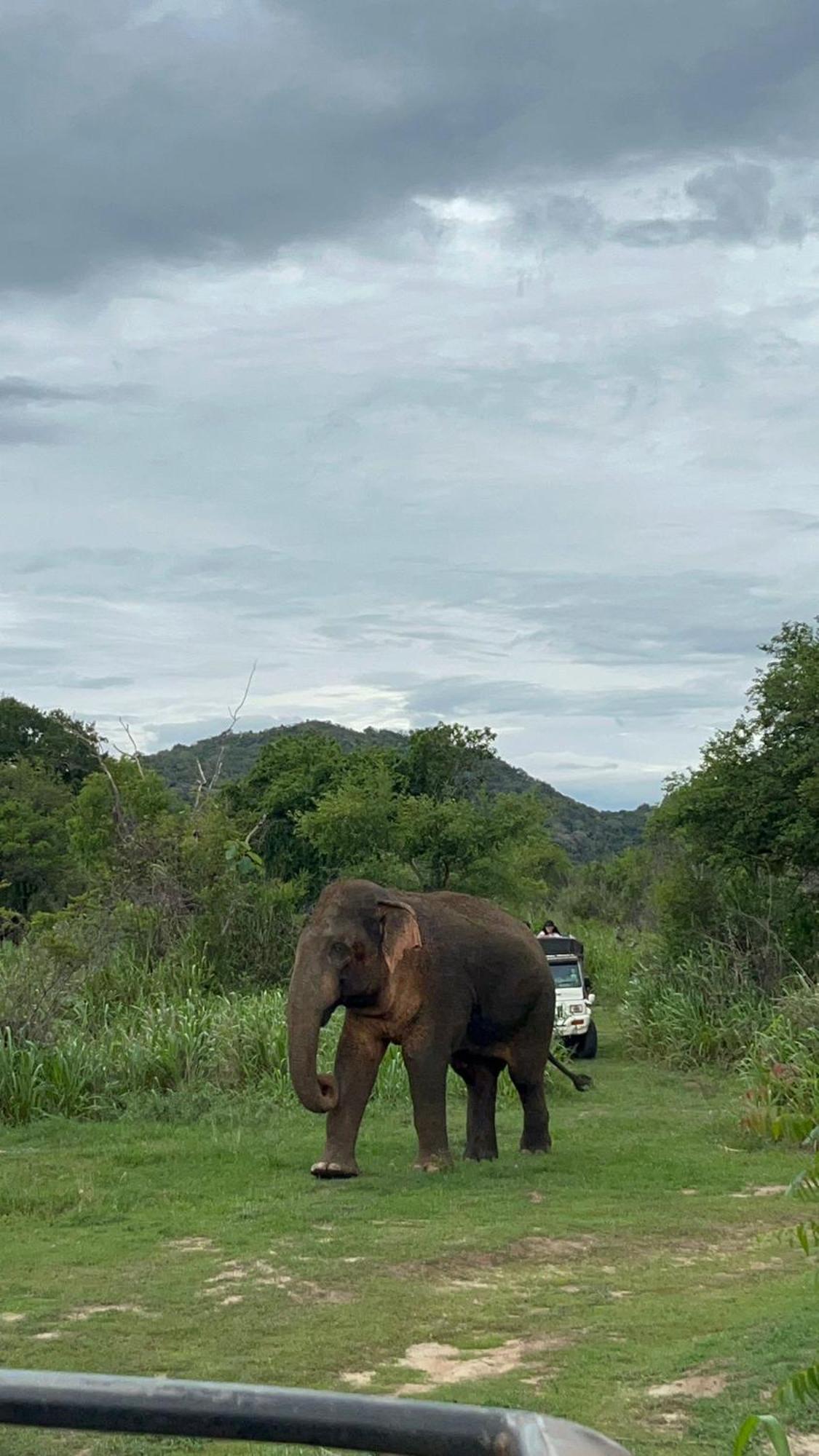 Jungle Eco Lodge & Safari 锡吉里亚 外观 照片
