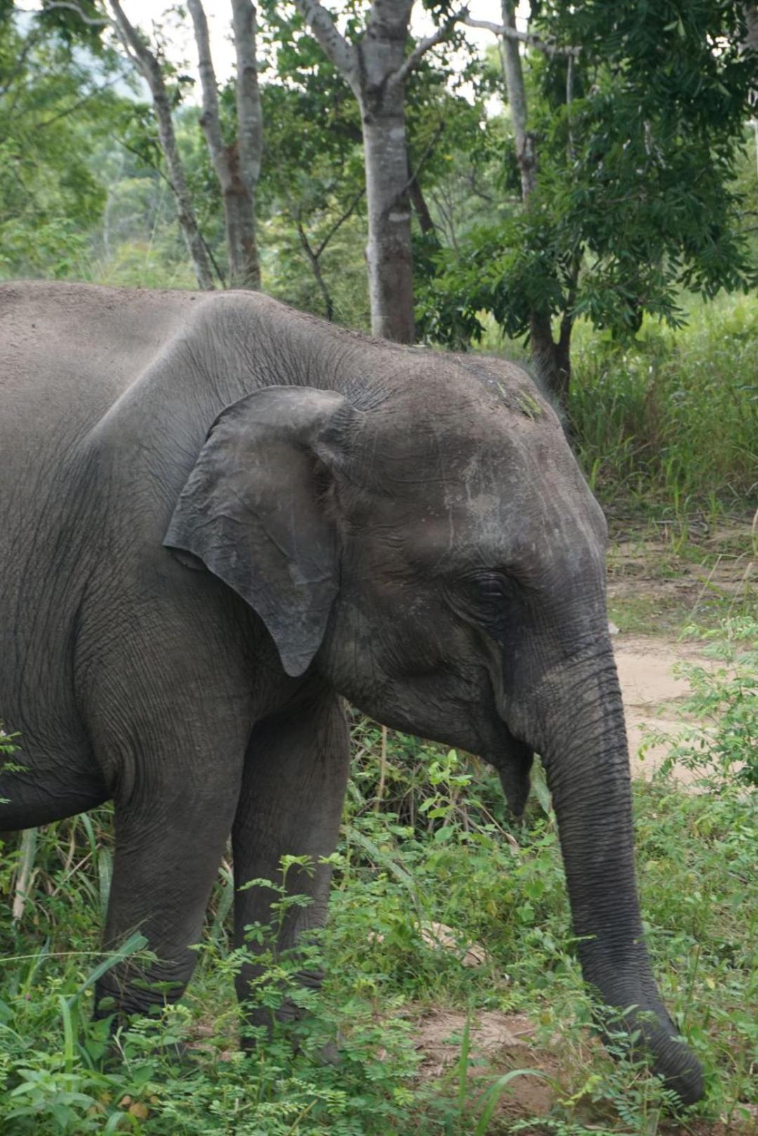 Jungle Eco Lodge & Safari 锡吉里亚 外观 照片