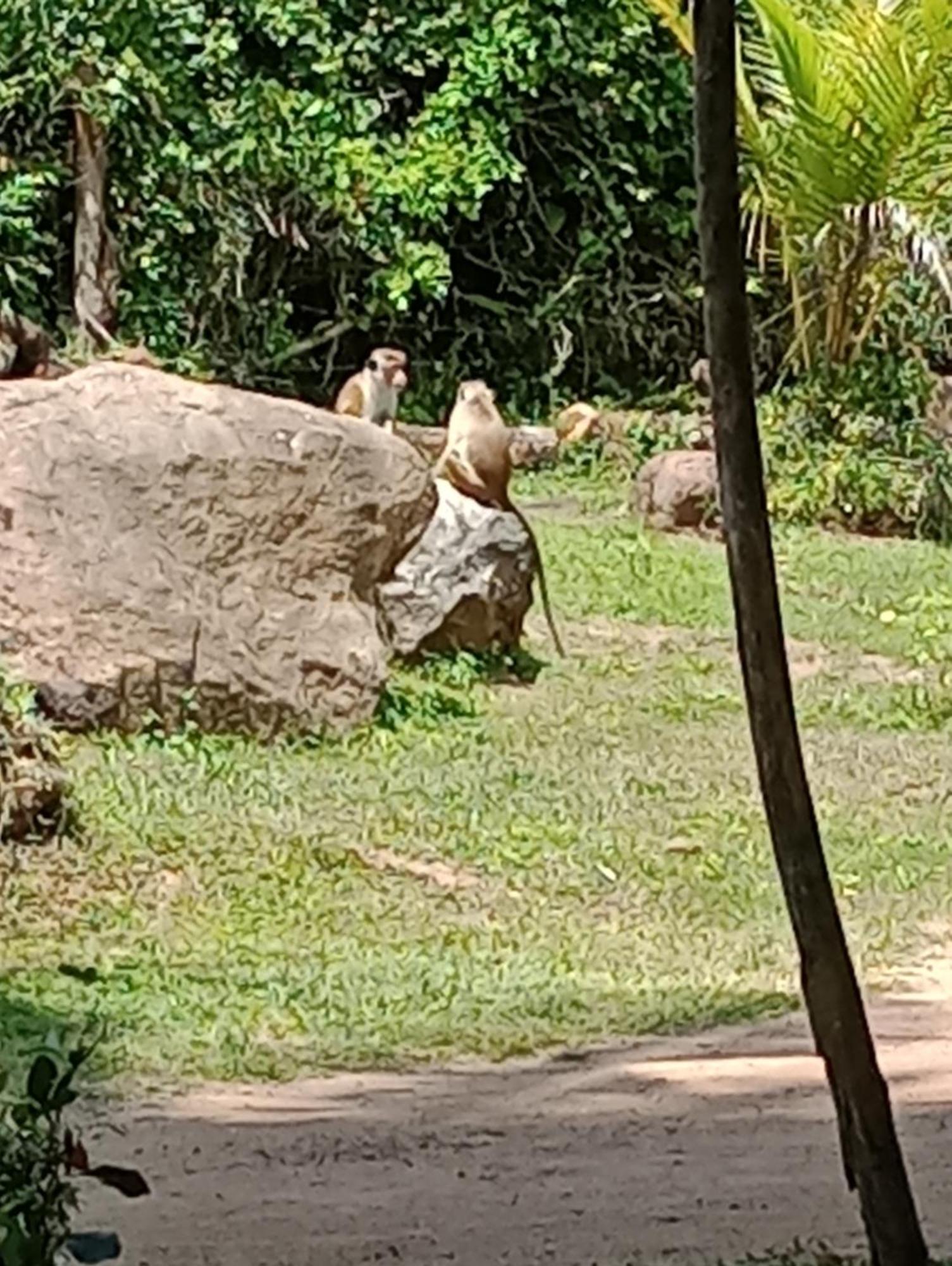 Jungle Eco Lodge & Safari 锡吉里亚 外观 照片